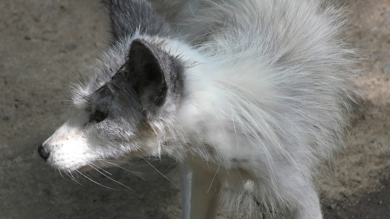プラチナキツネ