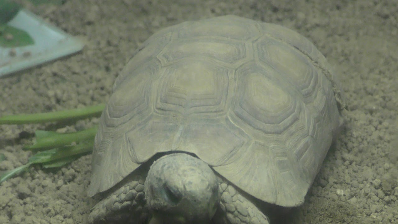 ベルセオレガメ