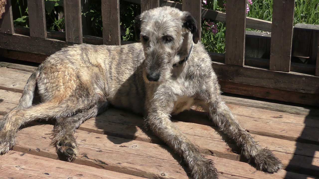 Irish wolfhound