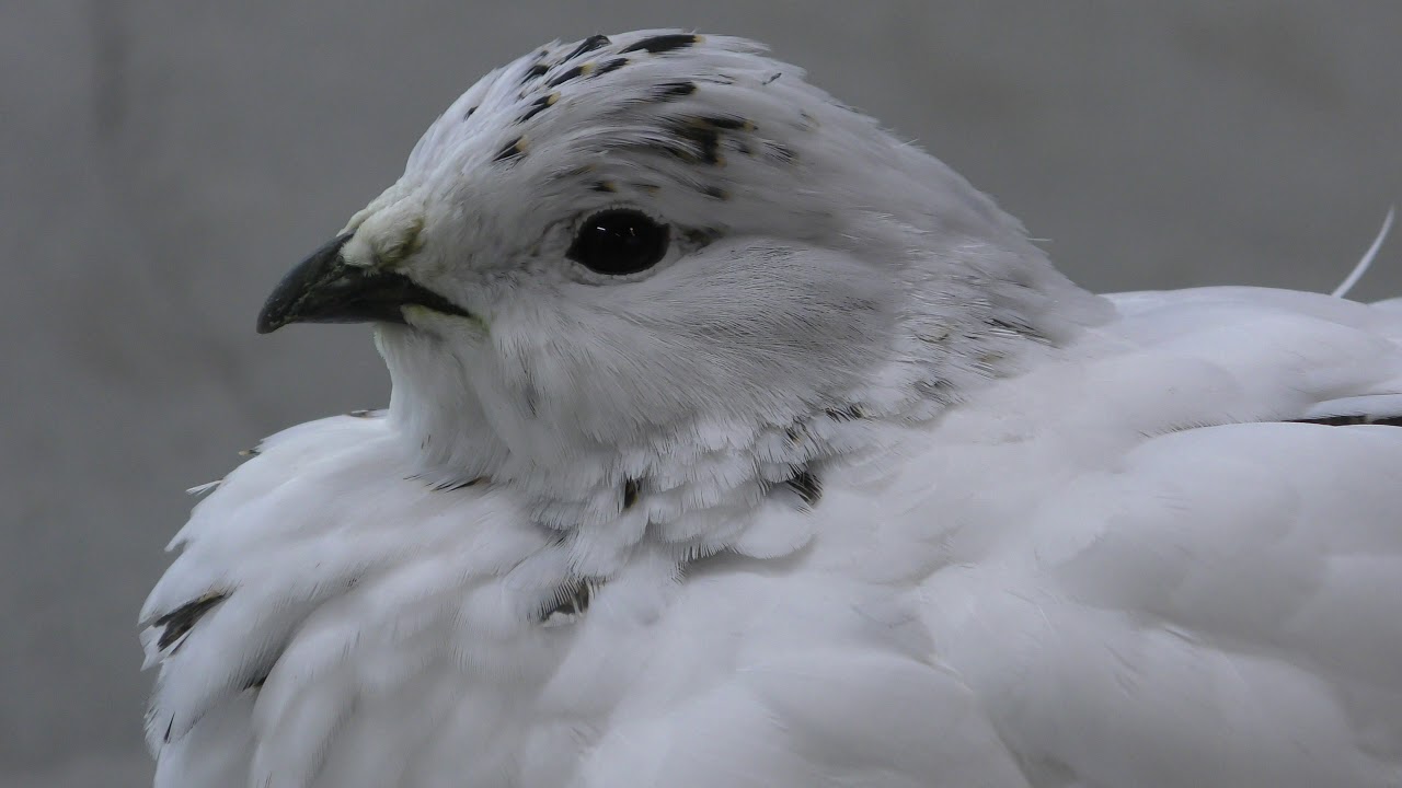 ライチョウ
