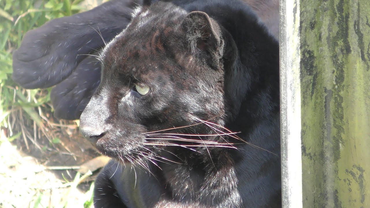 クロヒョウ
