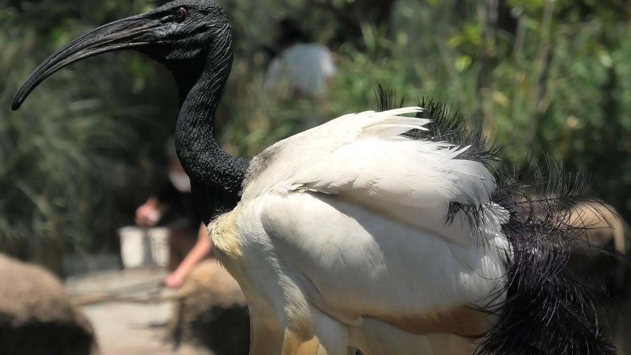 鳥綱　Aves