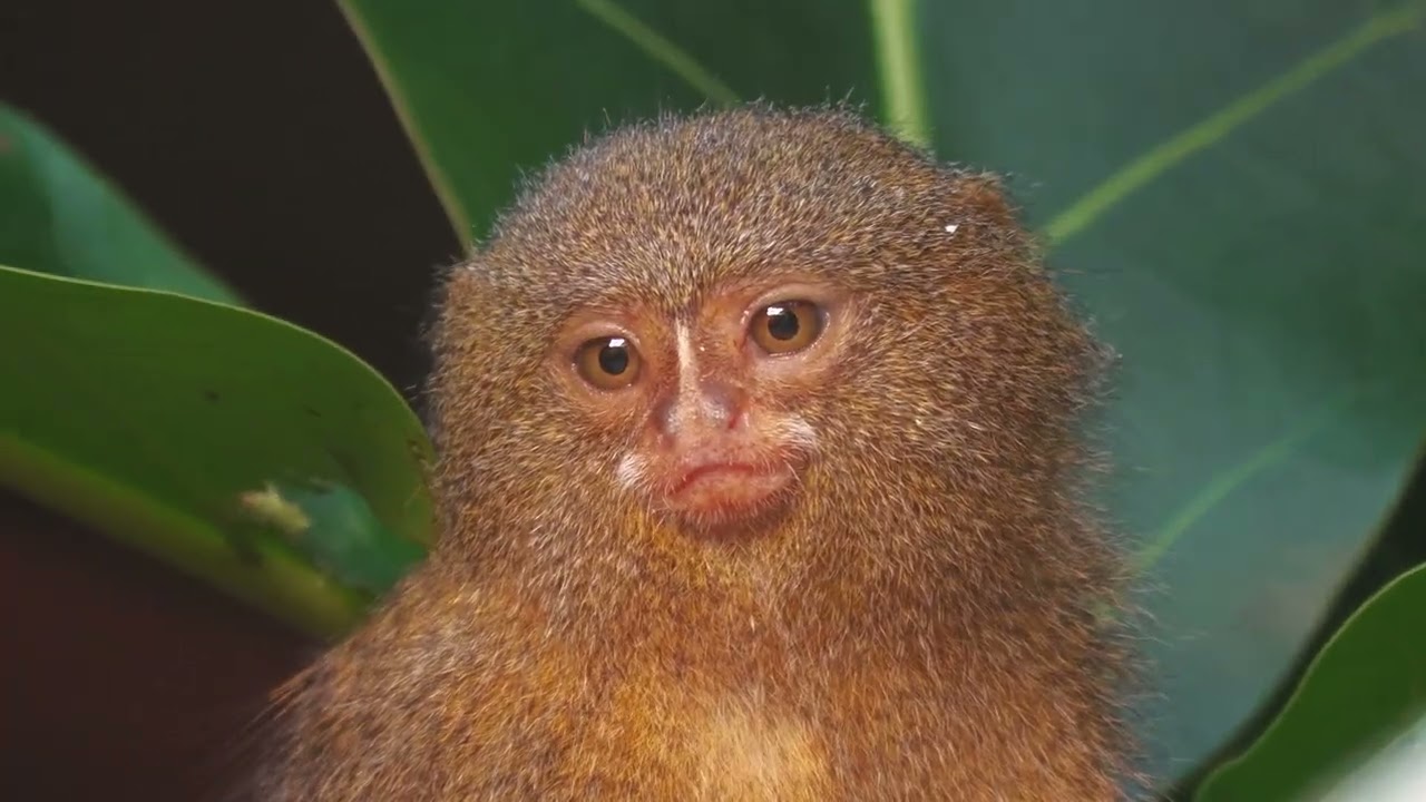 Pygmy marmoset