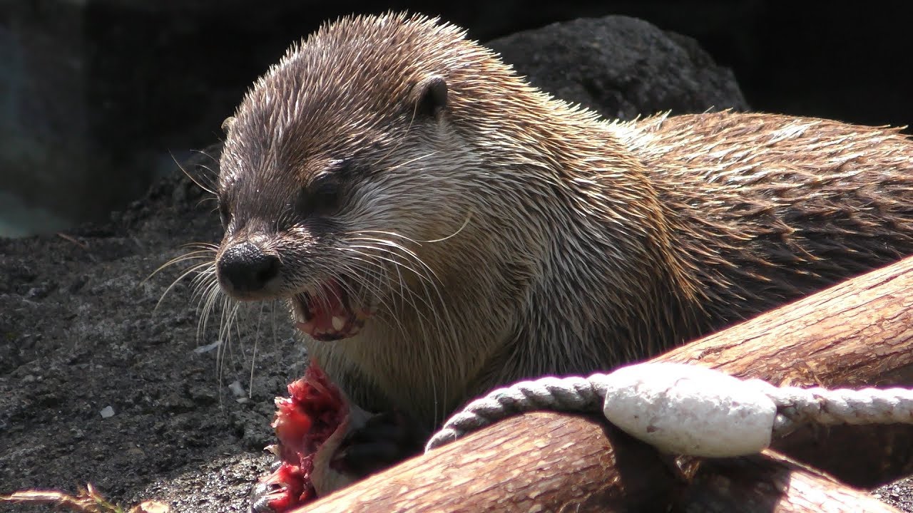 カナダカワウソ