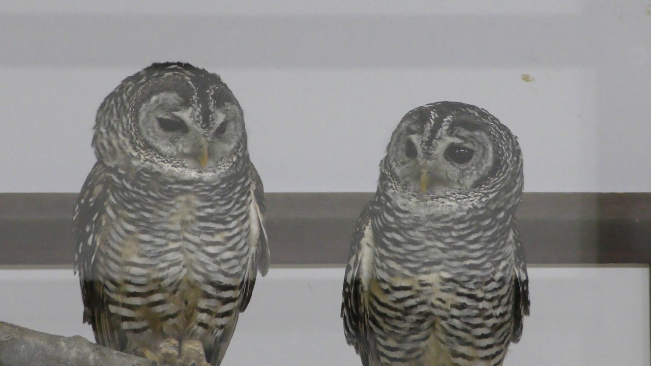 Chaco owl