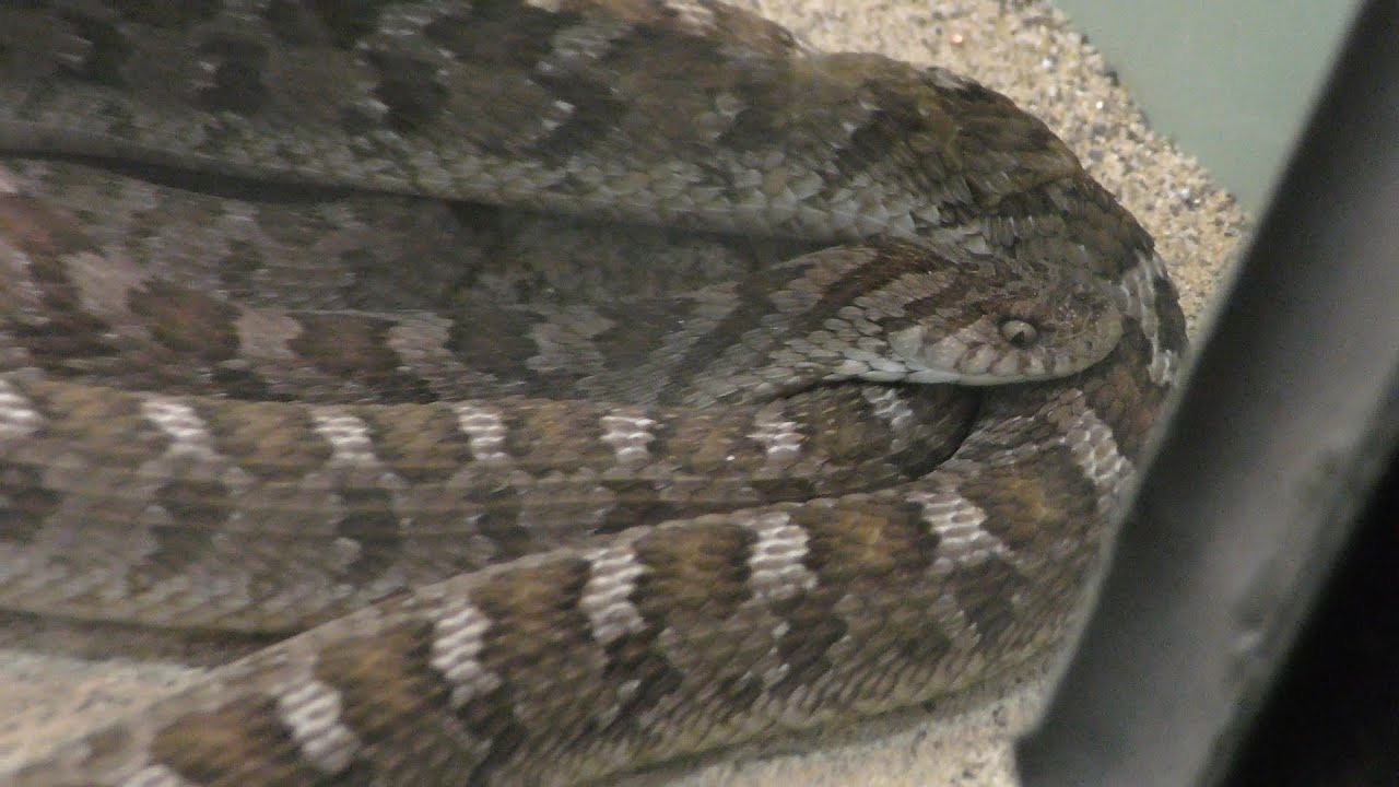 アフリカタマゴヘビ