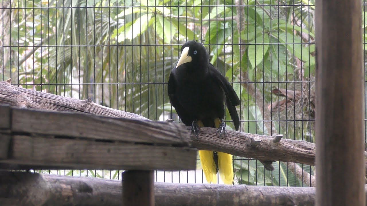 カンムリオオツリスドリ