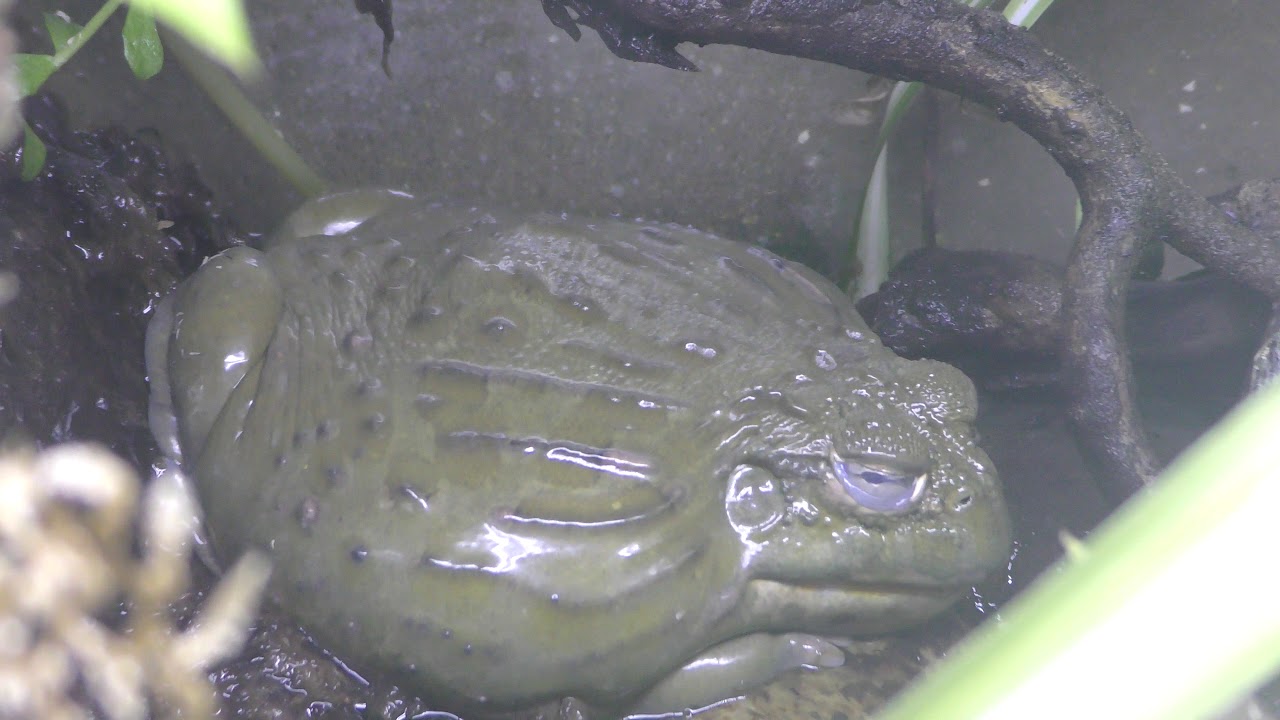 アフリカウシガエル