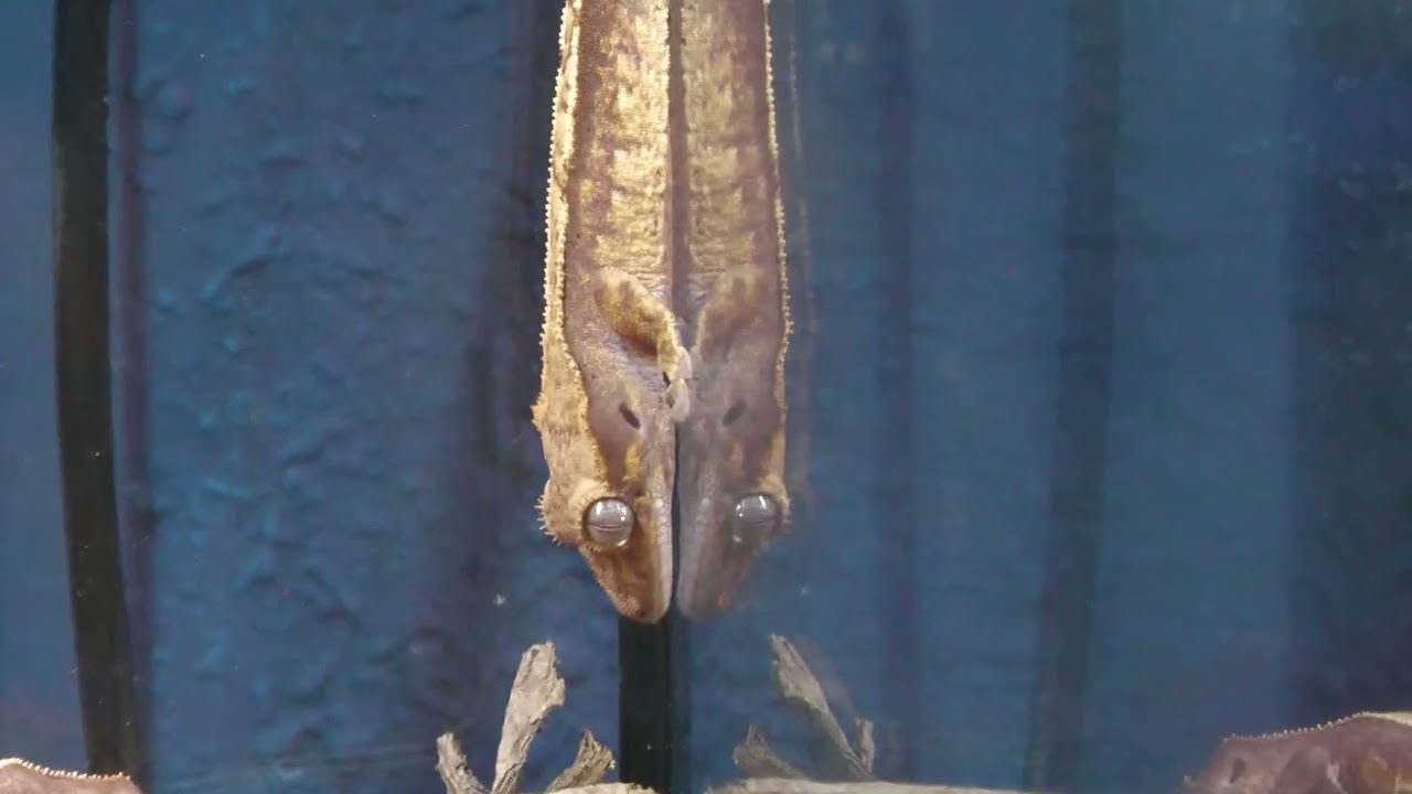 crested gecko