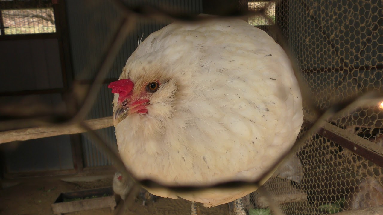 Araucana