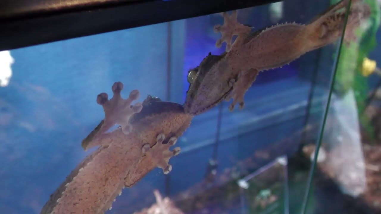 Mossy leaf-tail gecko