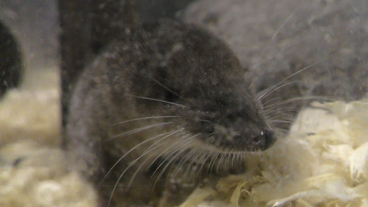 カワネズミ