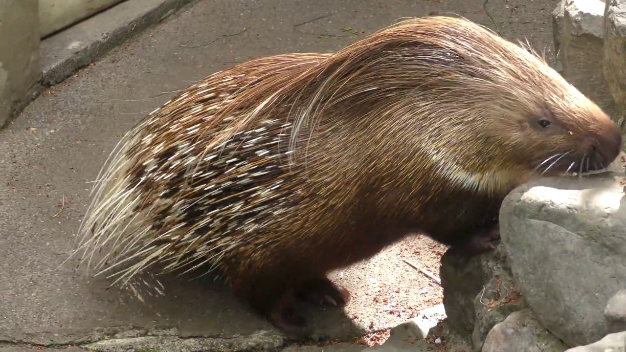 インドタテガミヤマアラシ