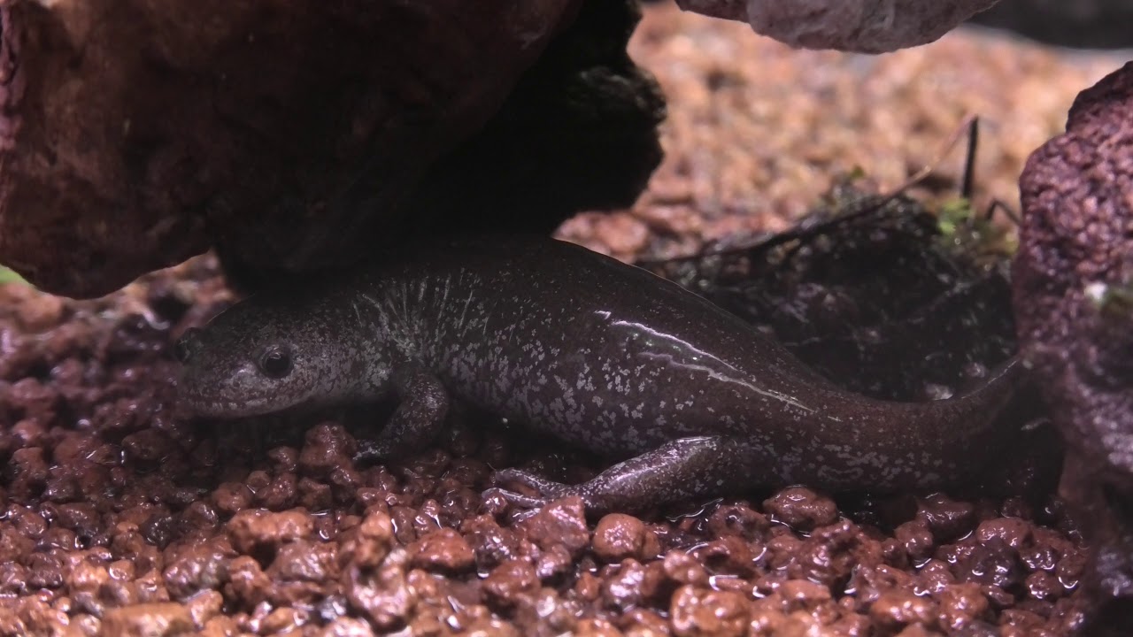 Amphibia