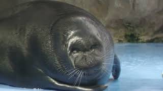 Baikal seal Feeding time (TOBA AQUARIUM, Mie, Japan) July 17, 2022