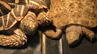 Star tortoise & Pancake tortoise (Kasumigaura City Aquarium, Ibaraki, Japan) December 2, 2017