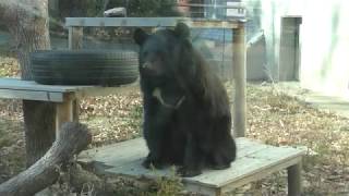 ニホンツキノワグマの『アイル』 (のんほいパーク／豊橋総合動植物公園) 2018年1月4日