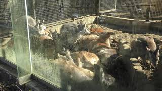 ケナガワラルー (多摩動物公園) 2019年1月18日