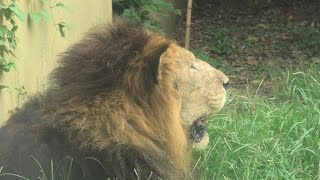 ライオン (東武動物公園) 2020年9月18日