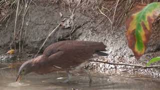 Japanese night heron (KOBE ANIMAL KINGDOM, Hyogo, Japan) October 21, 2022