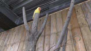 コザクラインコ (神戸どうぶつ王国) 2018年9月15日