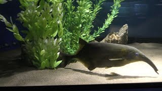 ロングノーズエレファントバードビーク (かすみがうら市水族館) 2017年12月2日