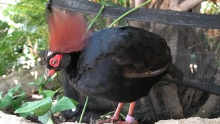 Crested partridge