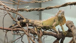 Green iguana & Common marmoset (KAMINE ZOO, Ibaraki, Japan) December 4, 2018