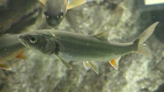 ウグイ (さいたま水族館) 2018年12月9日