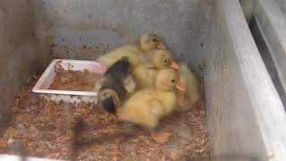 Duck Chick (Kamo Garden, Shizuoka, Japan) July 1, 2018
