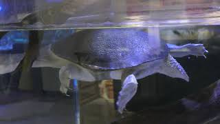 Northern Australian snake-neck turtle (Takeshima Aquarium, Aichi, Japan) January 23, 2019