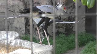 Secretary bird (TOBU ZOO, Saitama, Japan) March 31, 2018