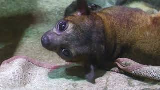 Kinkajou Parent and child (DMM Kariyushi Aquarium, Okinawa, Japan) July 29, 2023