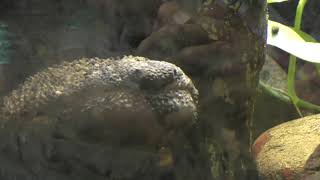 Japanese giant salamander (Inokashira Park Zoo, Tokyo, Japan) September 9, 2018