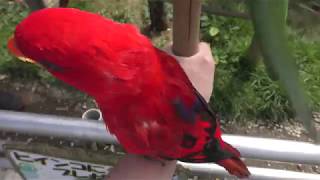 Lory (Aloha Garden TATEYAMA, Chiba, Japan) June 17, 2018