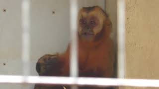 Tufted capuchin (Hamamatsu Zoological Gardens, Shizuoka, Japan) July 1, 2018