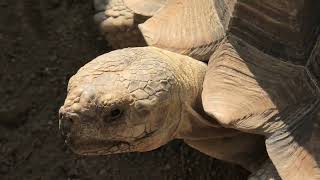 ケヅメリクガメ (京都市動物園) 2021年10月8日