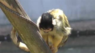 Black-capped Squirrel Monkey (TOBU ZOO, Saitama, Japan) March 31, 2018