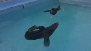 Fur seal (TOBU ZOO, Saitama, Japan) August 20, 2017