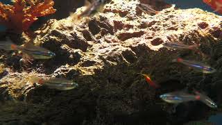 Red-spot cardinalfish | The Fluctuation of Life (átoa, Hyogo, Japan) October 30, 2021