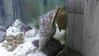 ホラガイ (エビとカニの水族館) 2018年12月26日