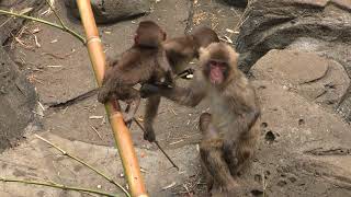 ニホンザル (智光山公園 こども動物園) 2018年7月22日