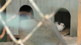 Rabbit (Kono Park Small zoo, Saga, Japan) April 20, 2019