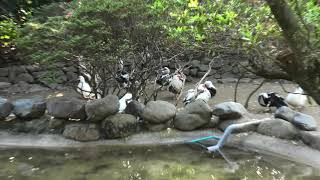 Muscovy Duck & European geese (Miyazaki City Phoenix Zoo, Miyazaki, Japan) December 9, 2019