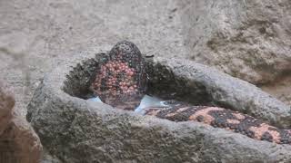 アメリカドクトカゲ (東山動植物園) 2021年7月22日