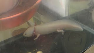両生類 など (花園教会水族館) 2019年11月3日