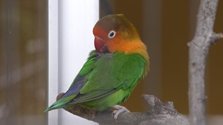 ルリゴシボタンインコ (周南市徳山動物園) 2018年5月19日