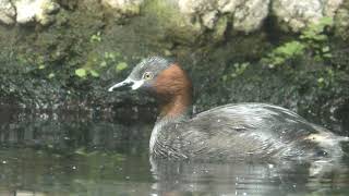 Little grebe (Inokashira Park Zoo, Tokyo, Japan) September 9, 2018