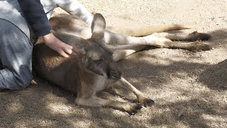 Red kangaroo (KOBE ANIMAL KINGDOM, Hyogo, Japan) October 24, 2021