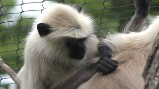 Hanuman langur (Tokiwa Zoo, Yamaguchi, Japan) May 19, 2018
